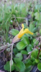 Erythranthe caespitosa
