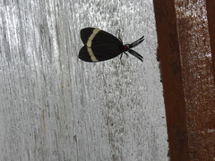 Pidorus