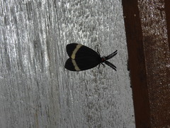Pidorus