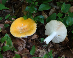 Russula ochroleucoides