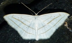 Scopula ordinata