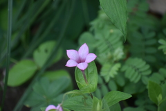 Spigelia scabrella