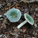 Green Quilt Russula - Photo (c) tombigelow, some rights reserved (CC BY-NC), uploaded by tombigelow