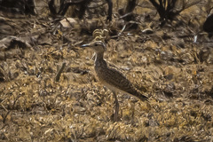 Cursorius somalensis