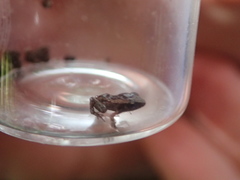 Eleutherodactylus johnstonei