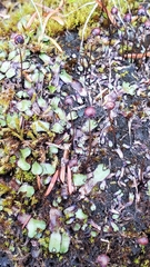 Mannia gracilis