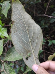 Actinidia eriantha
