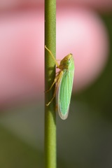 Draeculacephala noveboracensis