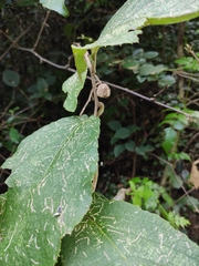 Actinidia eriantha
