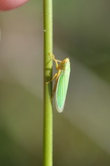 Draeculacephala noveboracensis