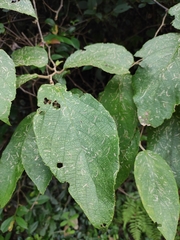 Actinidia eriantha