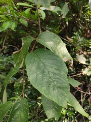 Actinidia eriantha