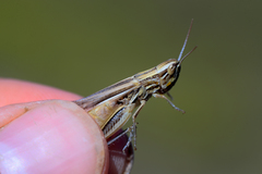 Euchorthippus pulvinatus