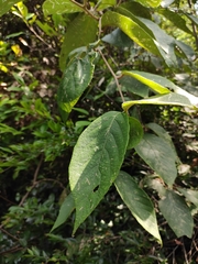 Actinidia eriantha