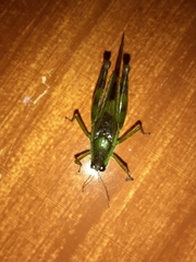 Paulinia acuminata