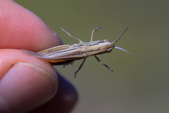 Euchorthippus pulvinatus
