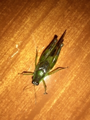 Paulinia acuminata