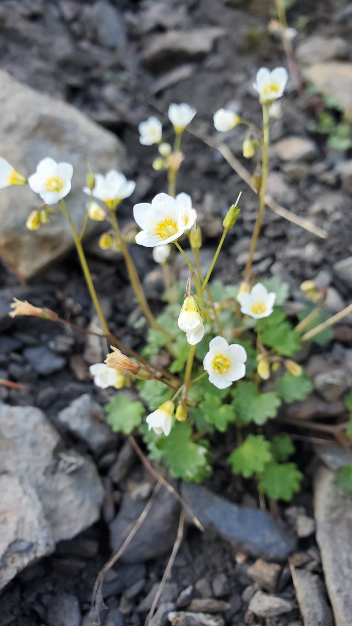 Romanzoffia sitchensis