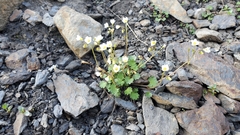 Romanzoffia sitchensis