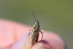Euchorthippus pulvinatus
