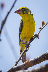 Crithagra donaldsoni