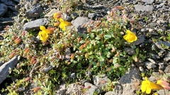 Erythranthe caespitosa