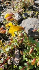 Erythranthe caespitosa