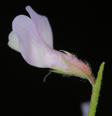 Vicia ludoviciana