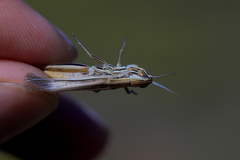 Euchorthippus pulvinatus