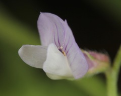 Vicia ludoviciana
