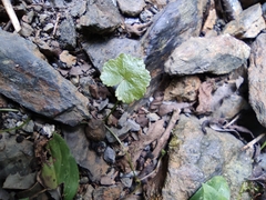 Hydrocotyle nepalensis