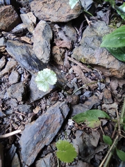Hydrocotyle nepalensis