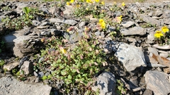 Erythranthe caespitosa