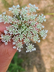 Ammi majus