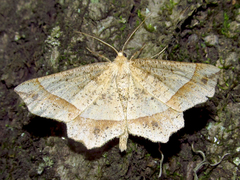 Euchlaena tigrinaria