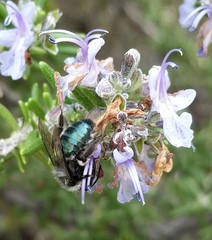 Andrena cerasifolii