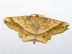 Euchlaena tigrinaria