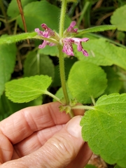 Stachys mexicana