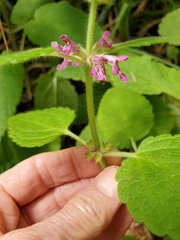 Stachys mexicana