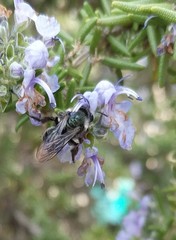 Andrena cerasifolii