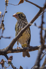 Crithagra donaldsoni