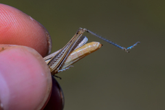 Euchorthippus pulvinatus