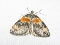 Dysstroma hersiliata