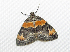 Dysstroma hersiliata