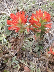 Castilleja litoralis