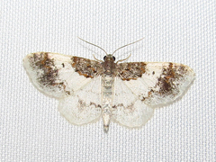 Hydrelia condensata