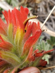 Castilleja litoralis