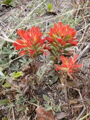 Castilleja litoralis