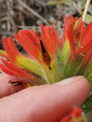 Castilleja litoralis