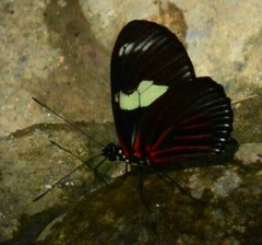 Heliconius doris
